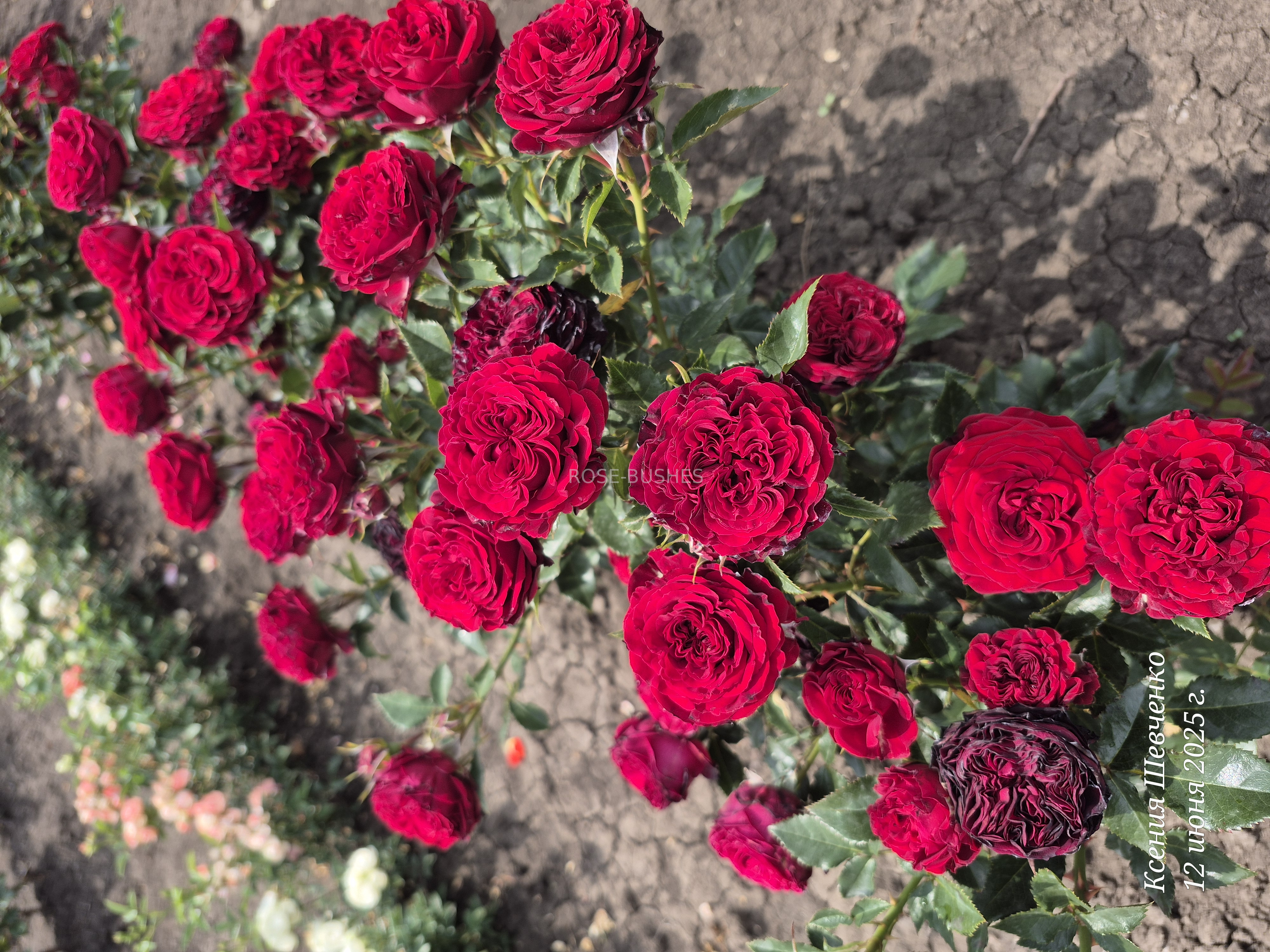 ����� ���. Mayras Red. (��, ����.)